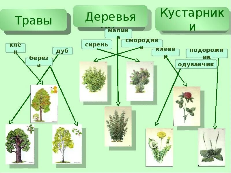 5 основных групп растений. Деревья кустарники травы. Группы деревья кустарники травы. Дерево кустарник травянистое растение. Группа растений деревья.