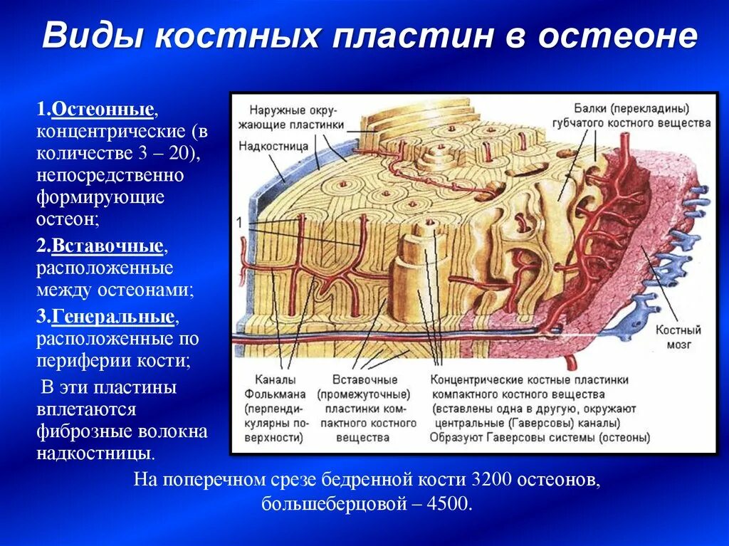 Пластинчатая костная ткань генеральные пластинки. Строение остеона костная ткань. Костная ткань строение костные пластинки. Остеон строение костной пластинки. Остеон ткань