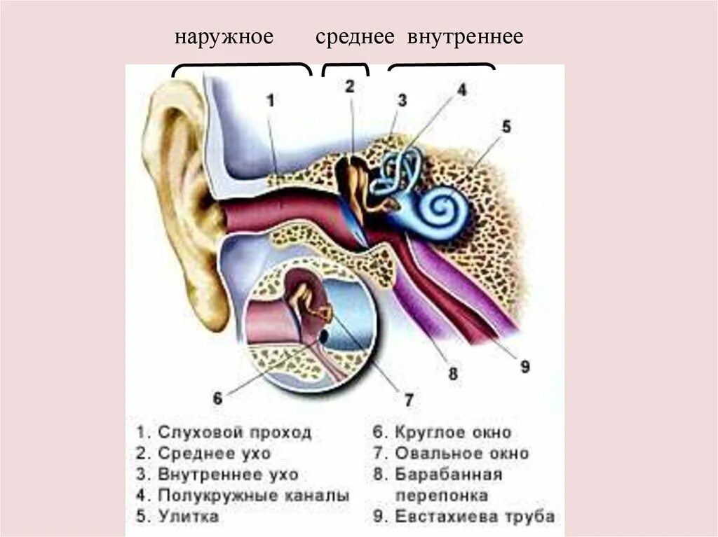 Евстахиева труба это среднее или внутреннее ухо. Евстахиева труба среднее ухо. Евстахиева труба наружное ухо. Наружный слуховой проход на кт. 3 отдела улитки