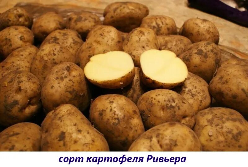 Семенной картофель Ривьера. Ривьера сорт картофеля. Ривьера картофель Ривьера. Картошка сорт Ривьера.