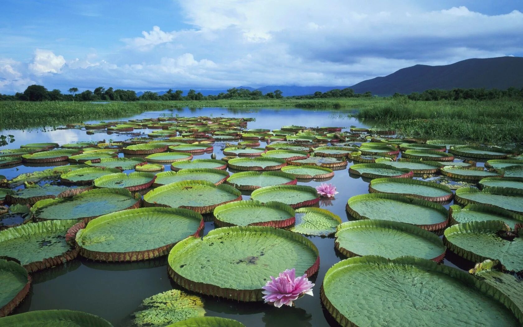 национальный парк пантанал в бразилии. болота амазонки. национальный парк пантанал в бразилии. болота пантанал бразилия. пантанал бразилия заповедник.