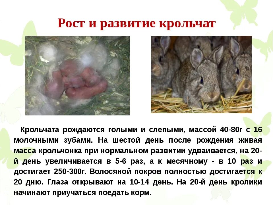 Размножение кроликов. Сколько кролики рожают крольчат.