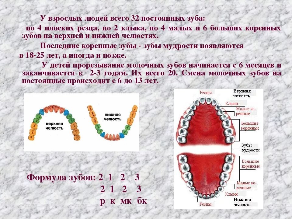 Почему зубы отличаются между собой. Зубная формула молочных зубов и постоянных зубов. Анатомическая зубная формула постоянных зубов. Формула зубов биология 8 класс. Формула зубов взрослого человека биология 8 класс.