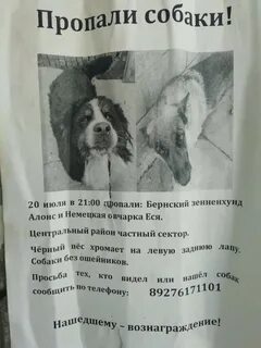 Потерялась собака