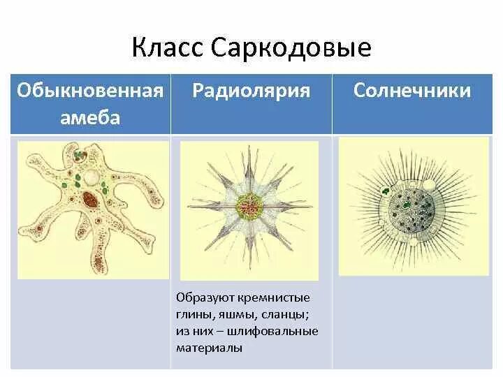 Саркодовые животные