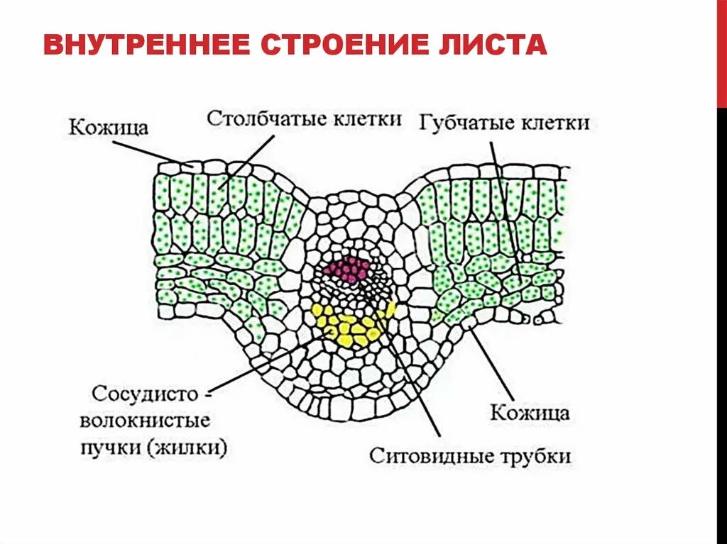 Строение среза листовой пластинки. Строение листа двудольного растения поперечный срез. Ткани растений поперечный срез листа. Поперечный срез листовой пластинки фикуса.