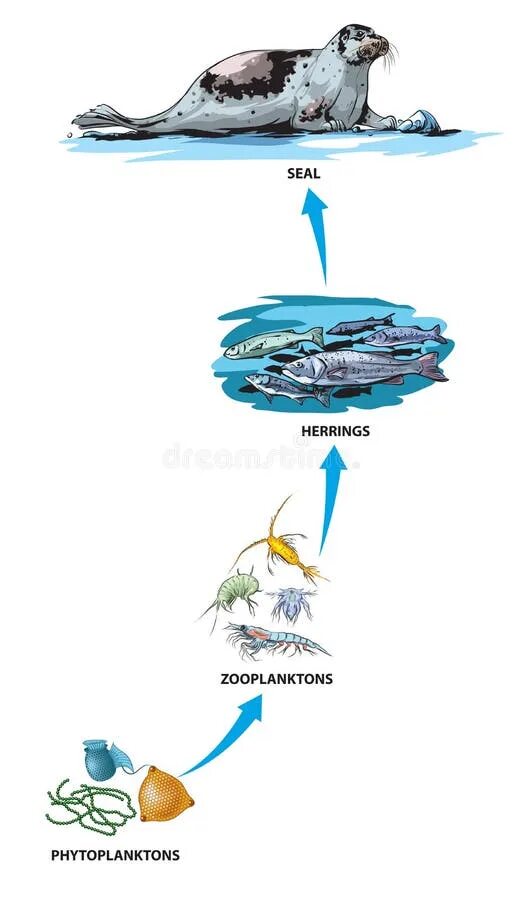 Зоопланктон трофический уровень. Пищевая цепь зоопланктона. Пищевая цепочка фитопланктон. Фитопланктон зоопланктон пищевая цепь. Зоопланктон цепь питания.