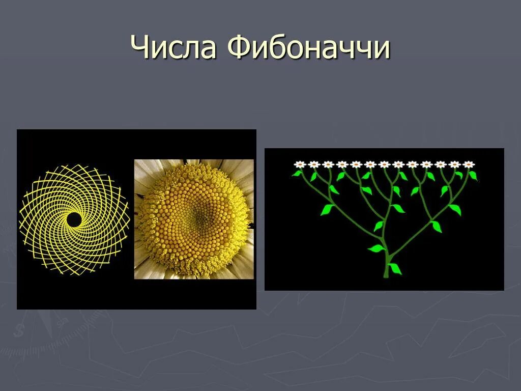 Фибоначчи что это такое простыми. Числа фибоначчи. числа фибоначчи в природе. ряд фибоначчи числа. ряд фибоначчи числа в природе.