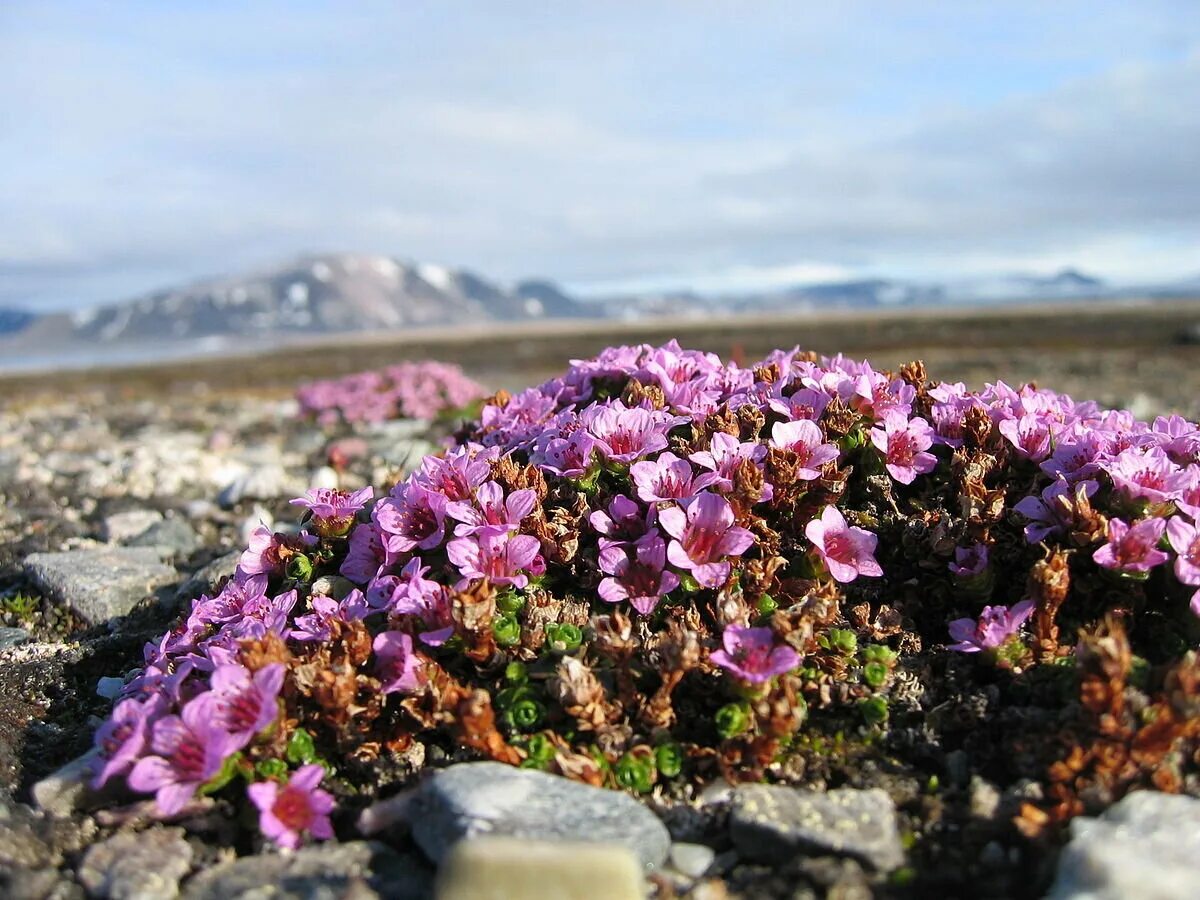 Plant north. Полярная камнеломка. Камнеломка жёстколистная. Камнеломка Арктическая. Камнеломка в Арктике.