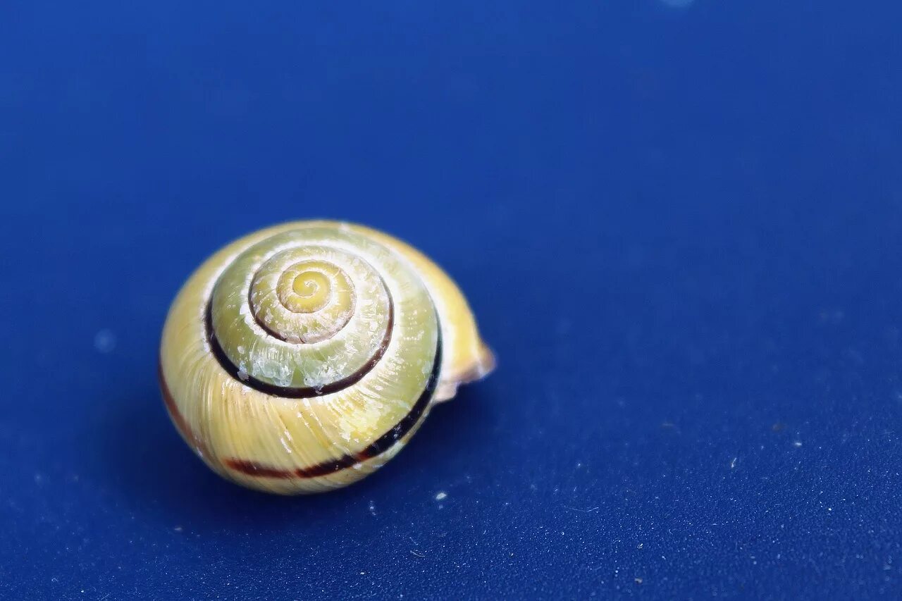 Snail shell