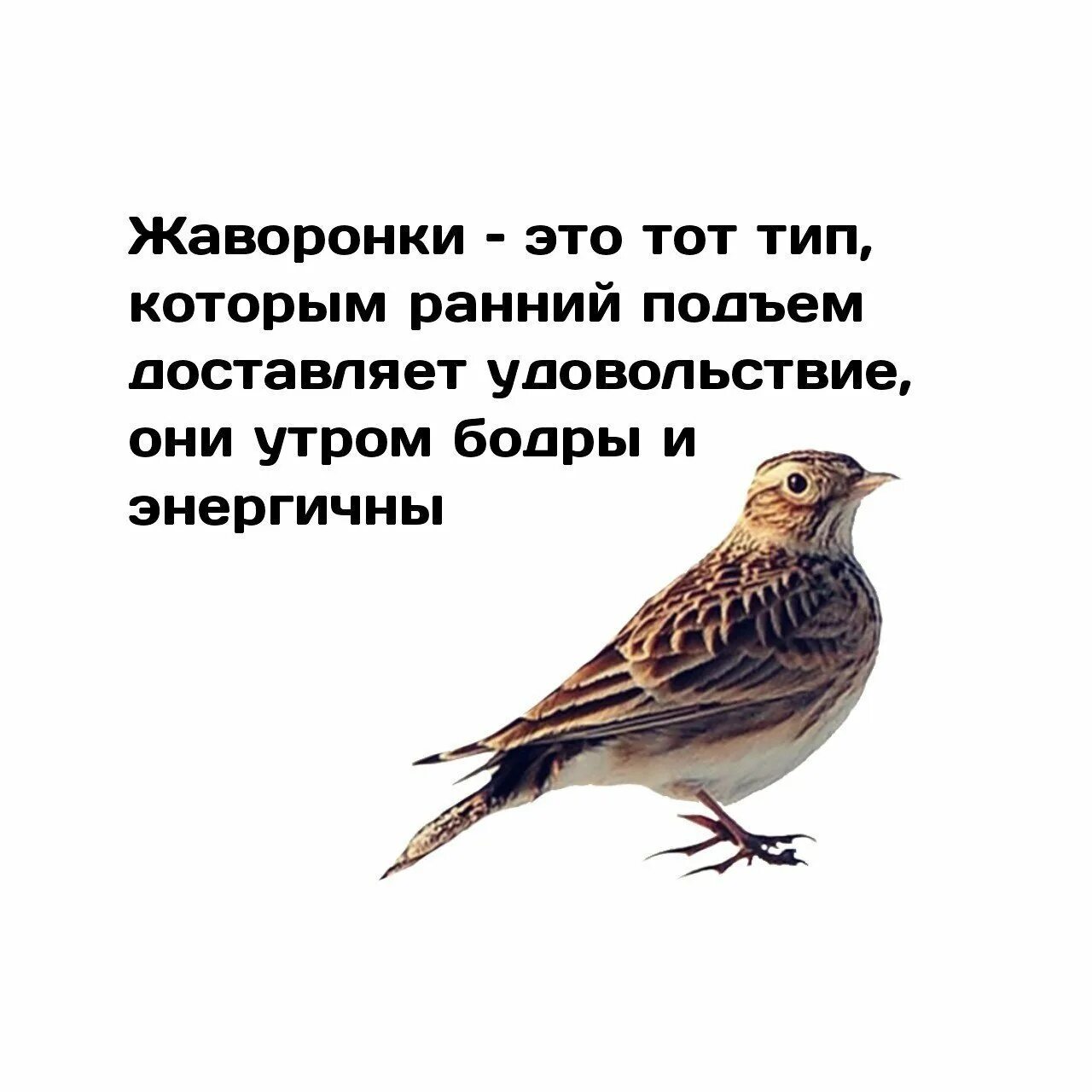 Жаворонок это человек. Люди Жаворонки. Жаворонок смешной. Доброе утро Жаворонки. Жаворонок человек.