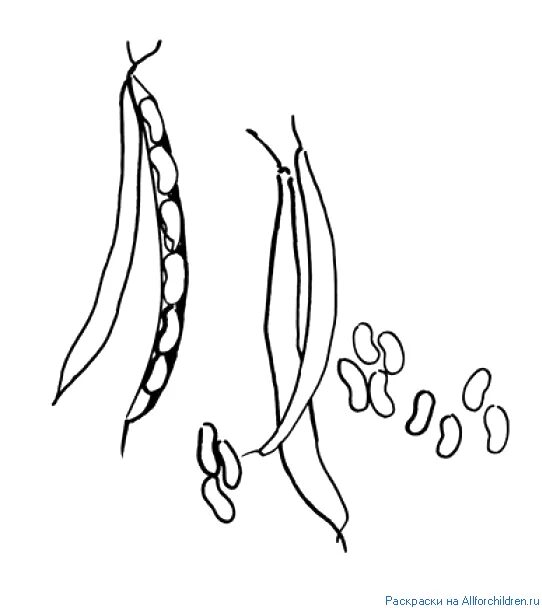 Фасоль раскраска для детей. Фасоль картинка для детей раскраска. Фасоль детская раскраска. Горох раскраска для детей. Горох карандашом