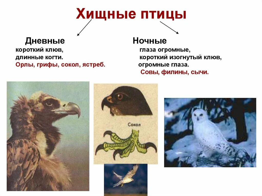 Дневные ночные хищники