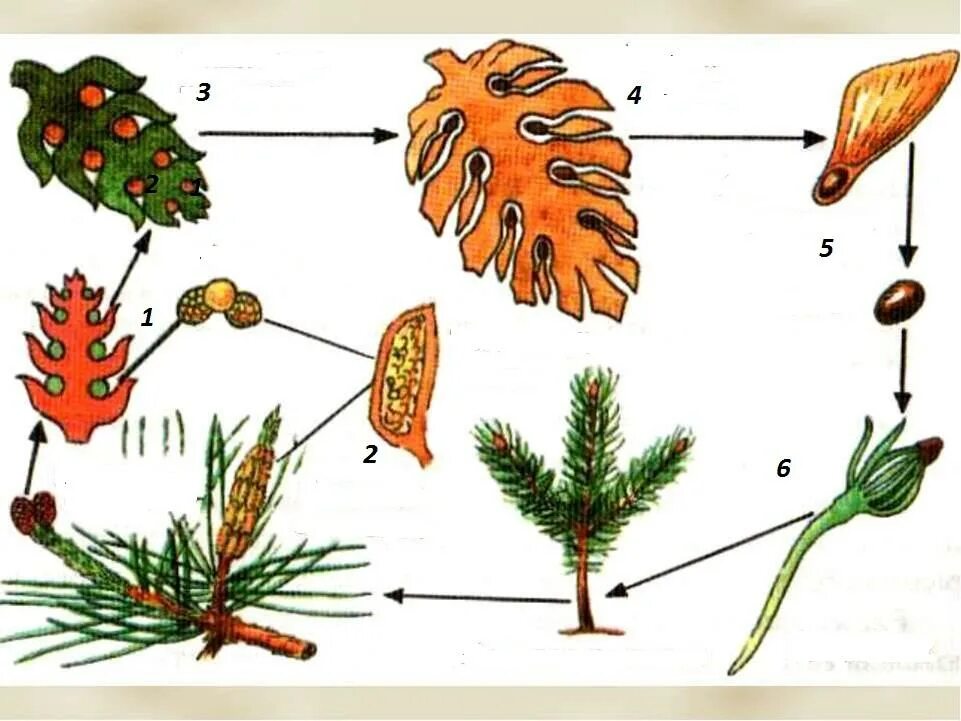 Размножение голосеменных растений схема. Схема размножения голосеменных растений 6. Схема развития голосеменных растений 6 класс биология. Цикл размножения голосеменных схема. Развитие хвойных