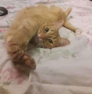 Коте пр