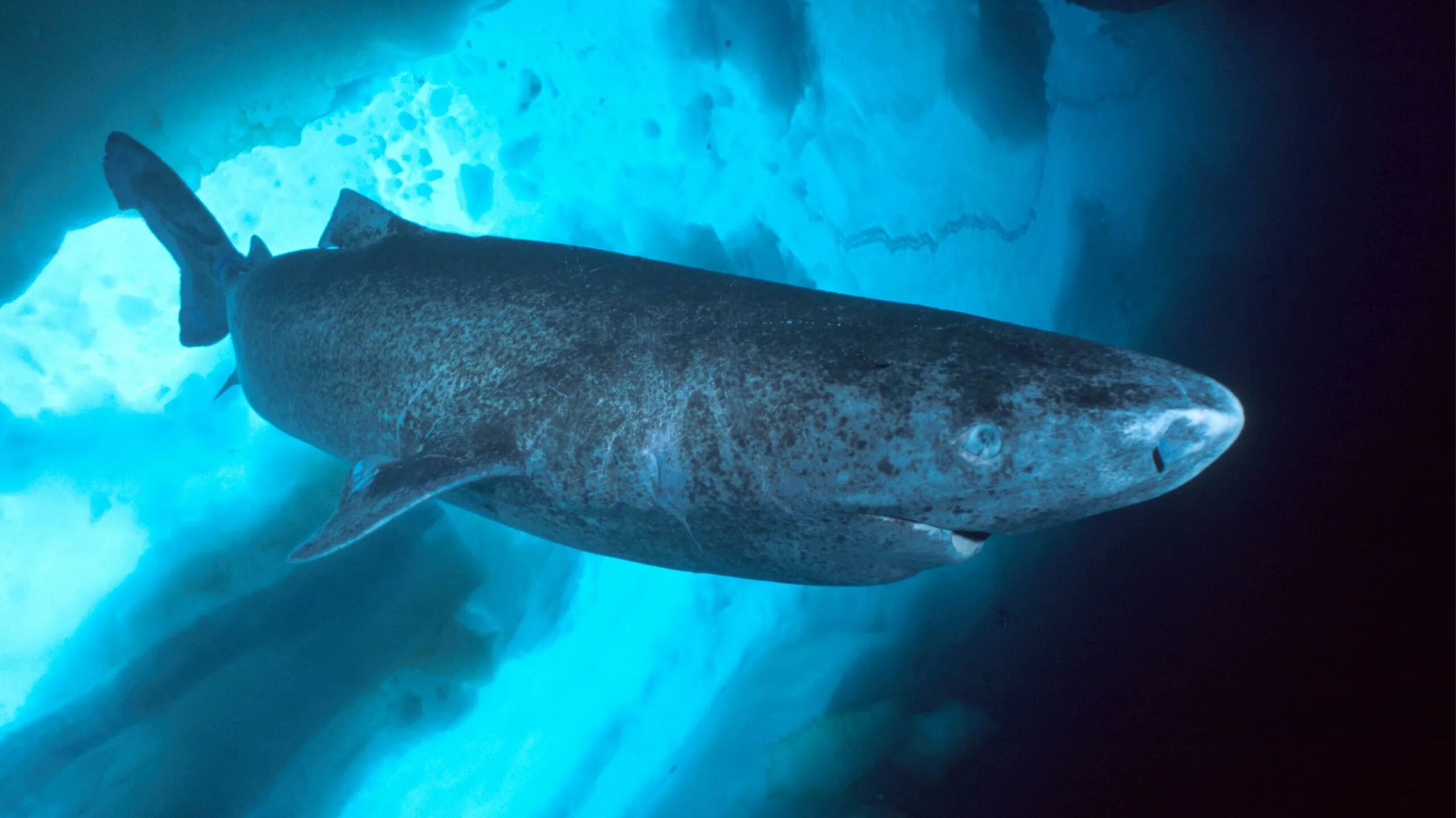 Акула олень. 392-Летняя гренландская Полярная акула. Гренландская Полярная акула 512 лет. Тихоокеанская Полярная акула. Полярная акула Баренцево море.