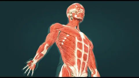 жалаңаш ана ит стилі