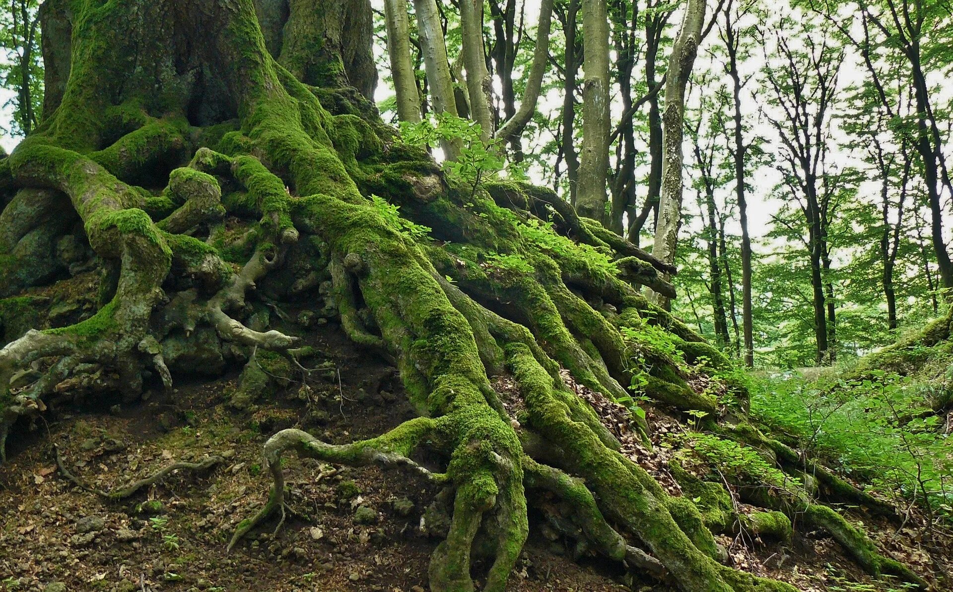 Tree roots