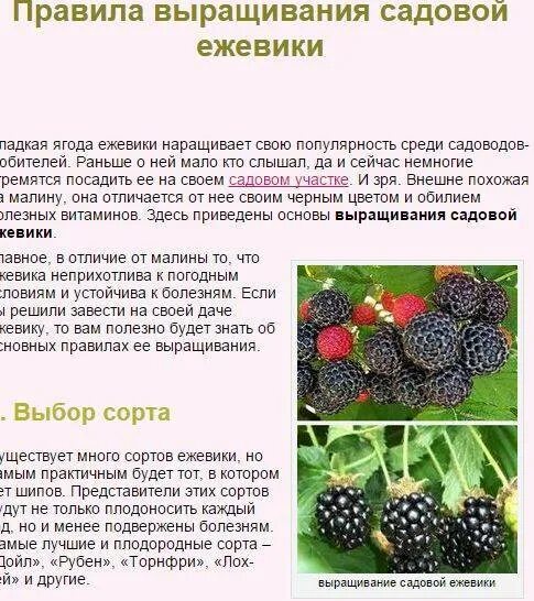 При какой температуре открывать ежевику