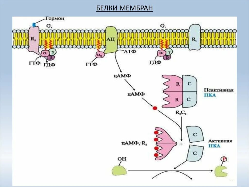 Биохимия мембран. Белки мембран биохимия. Интегральные белки мембраны. Строение белков в мембране. Белки мембран биохимия функции.