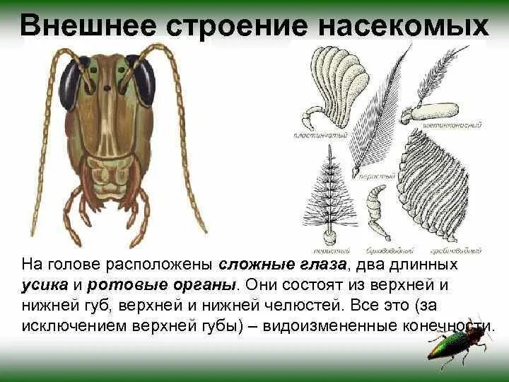 Внешнее строение клопа. Внешнее строение клопа