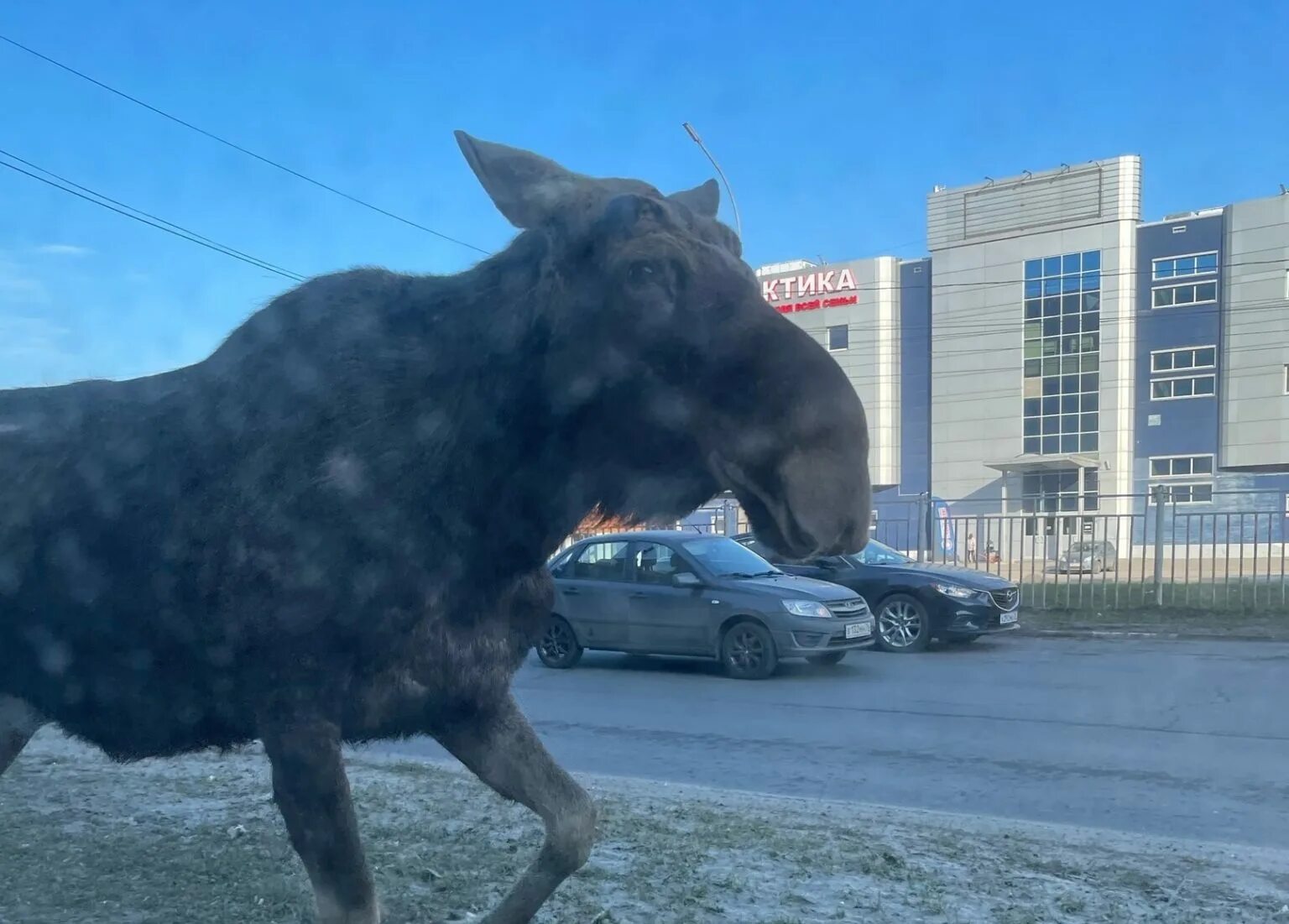 Гигантский Лось. Животные в городе. Лось животное. Лось лосиха лосенок.