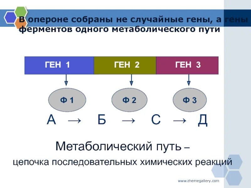 1 ген 1 полипептид. Гипотеза 1 ген 1 фермент. Ген фермент признак. Теория ген фермент признак. Гипотеза один ген один фермент ее современная трактовка.