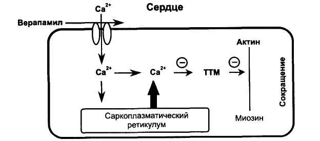 верапамил. верапамил механизм действия. механизм верапамила. верапамил побочные. верапамил механизм действия.