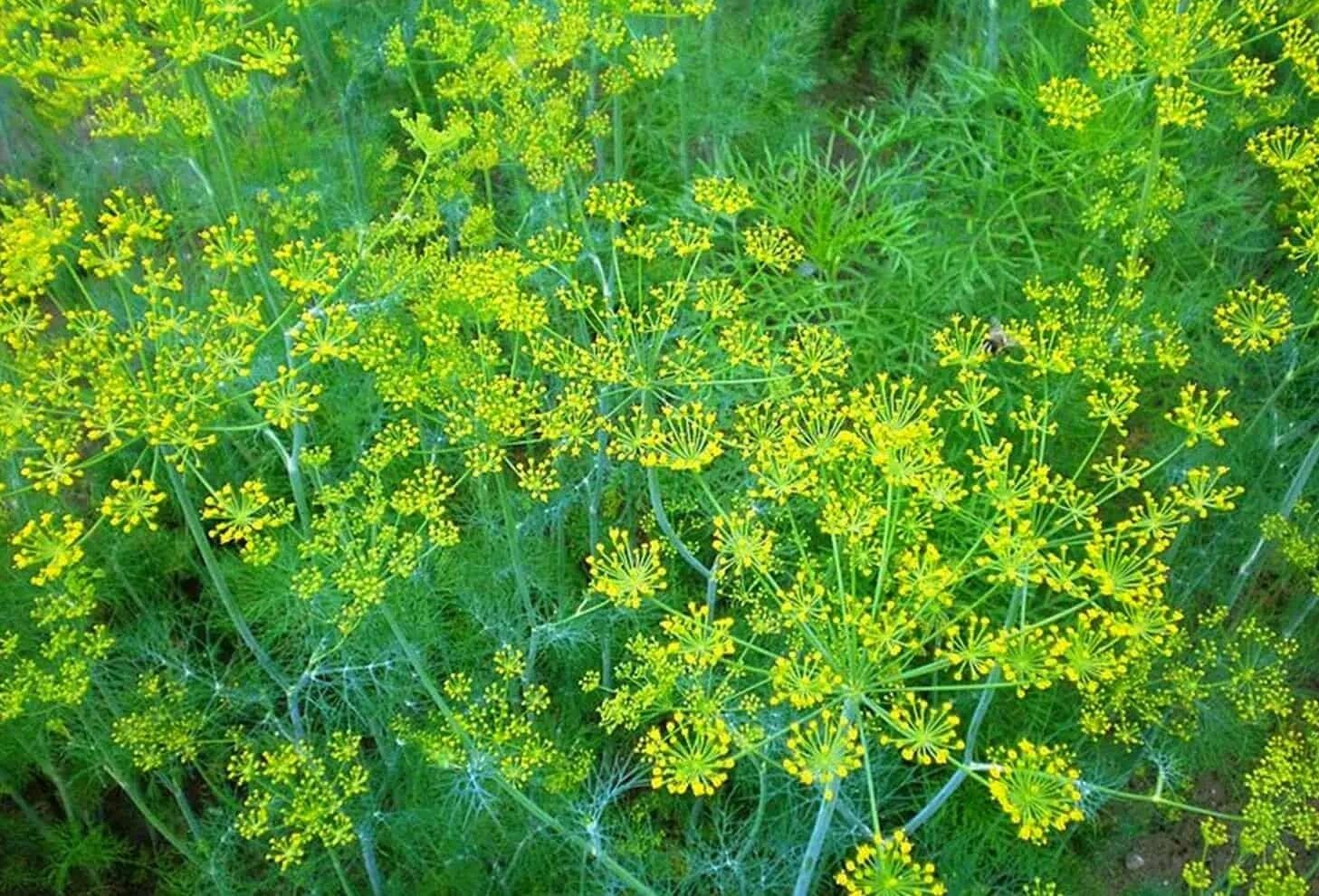 Укроп какое растение. Укроп пахучий - Anethum graveolens. Фенхель и укроп. Фенхель огородный. Укроп Грибовский.