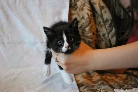 Коты екатерины 2