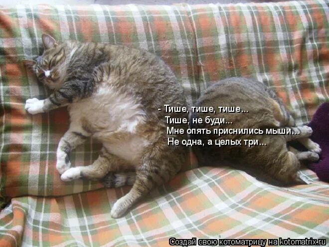 тише разбудишь. тише разбудишь. не будить не кантовать при пожаре. кот пришел. котик для поднятия настроения с надписями.