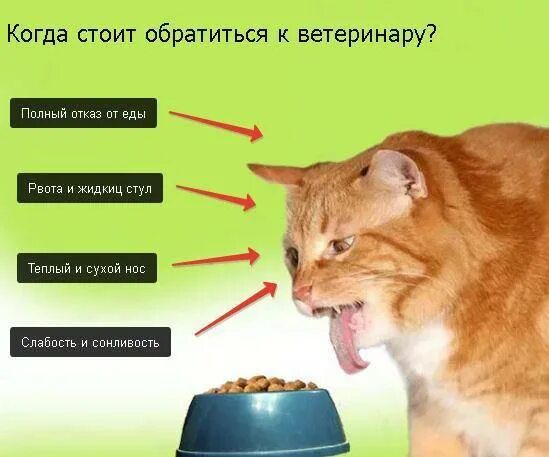 Сколько коты могут прожить без воды. Сколько коты могут прожить без еды и воды. Сколько коты могут прожить без еды. Сколько коты могут жить без еды. Сколько коты могут без еды и воды