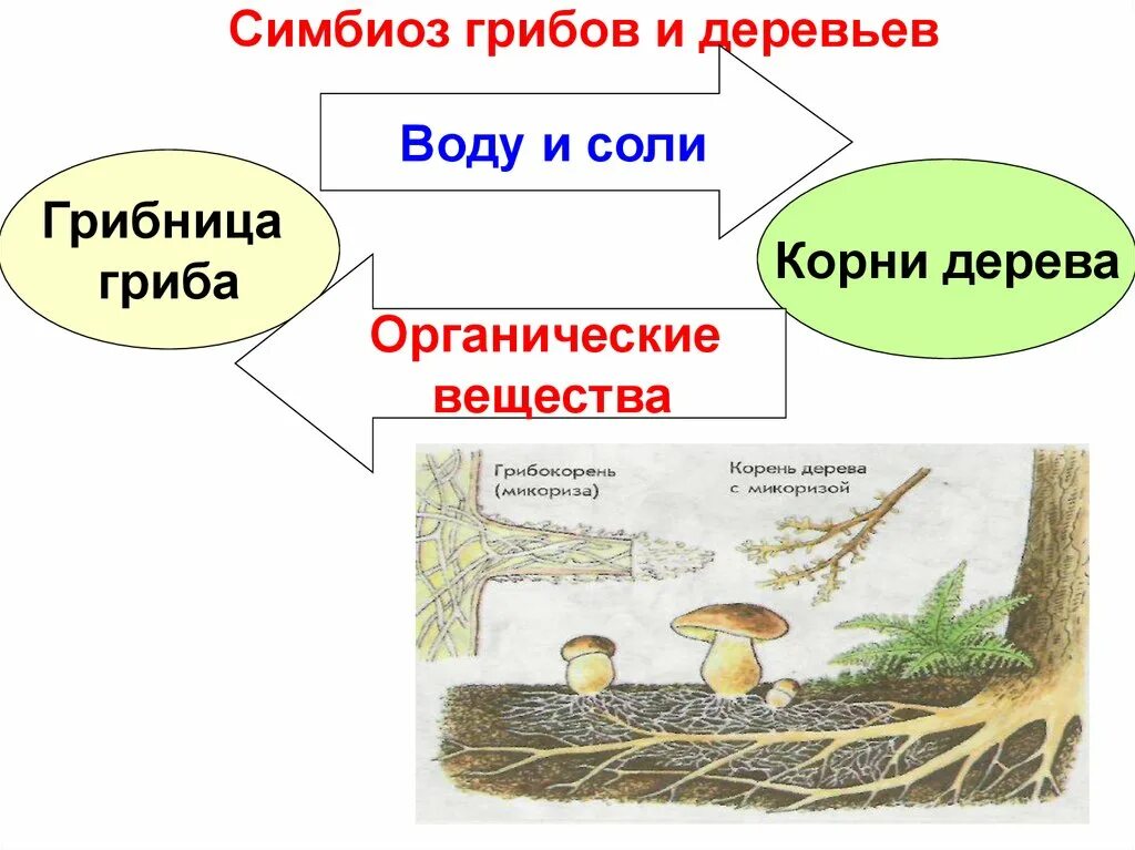 Грибы имеют корни. Симбиоз гриба и дерева. Симбиоз шляпочных грибов и деревьев. Симбиоз гриба и растения. Взаимоотношение гриба и дерева.