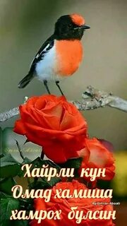 Дни прекрасных птиц