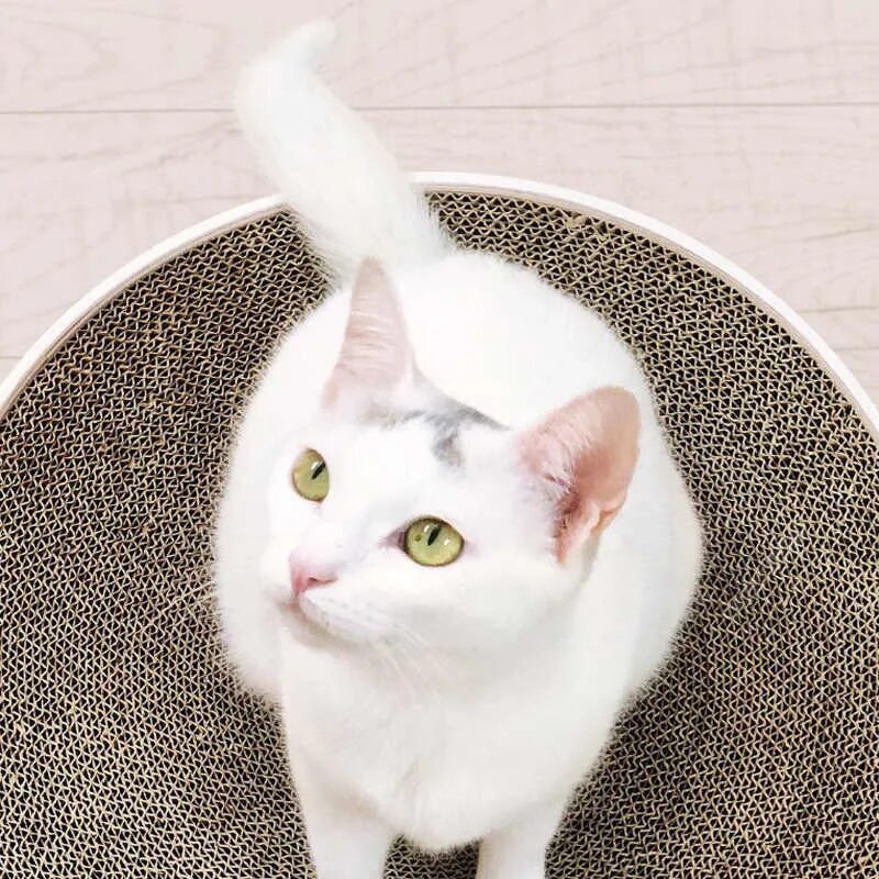 Round cat. Когтеточка Сяоми. Когтеточка для кошек Xiaomi. Round Cat scratching. Когтеточка Джуди.