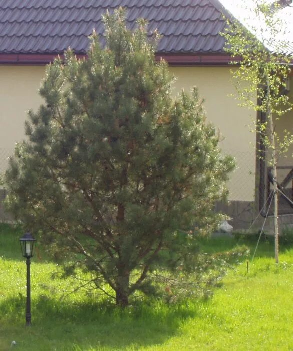 Пихта сибирская живая изгородь. Сосна кедровая изгородь. Сосна горная крупномер. Сосна обыкновенная дирхэв. Минусы сосны на участке.