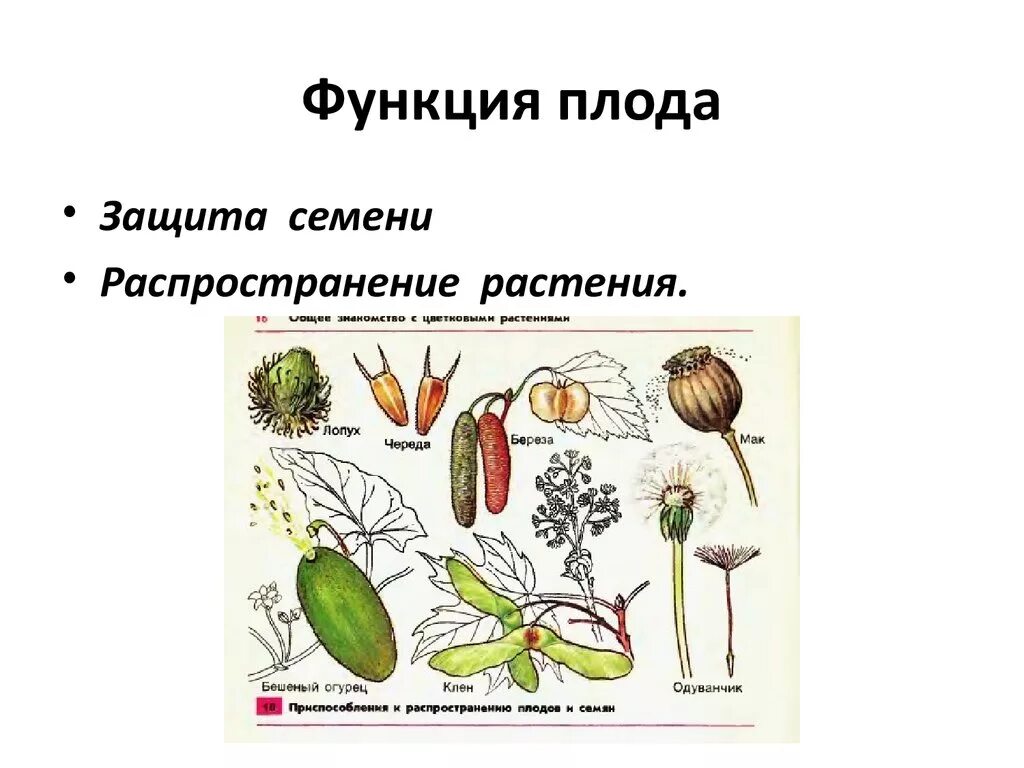 Функции плода растения биология 6 класс. Функция плодов 6 класс биология. Функции плода 6 класс биология. Функции плодов растений.