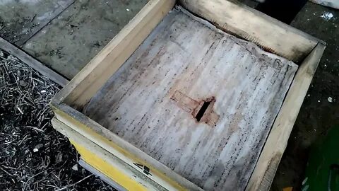 Отверстие в улье для влета и вылета