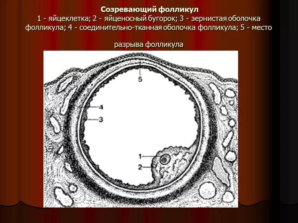 Фолликул 1 5. Яйценосный бугорок на фолликуле. зернистая оболочка фолликула. яйцеклетка в фолликуле. яйценосный бугорок третичного фолликула.