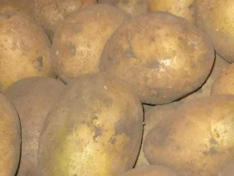 картофель сорт нандина. картофель сельский сорт. сорт картофеля центурион. сорт картофеля голубизна. закировские хуторки семенной картофель.