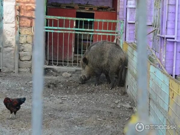 Зоопарк ставрополь парк. Зоопарк Ставрополь парк Победы. Зоопарк в парке Победы Ставрополь. Центральный Ставропольский зоопарк. Парк Победы Ставрополь, зверинец детский.