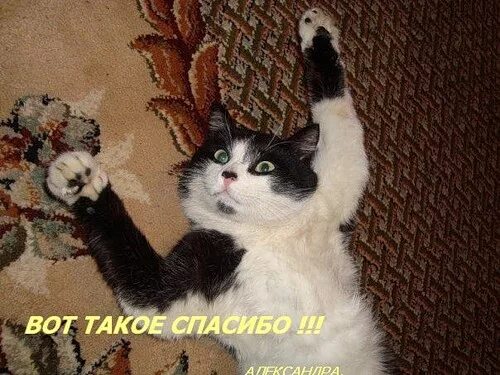 Кот говорит спасибо. Благодарность котик. коты спасибо большое. фото кота спасибо. спасибо с котами смешное.