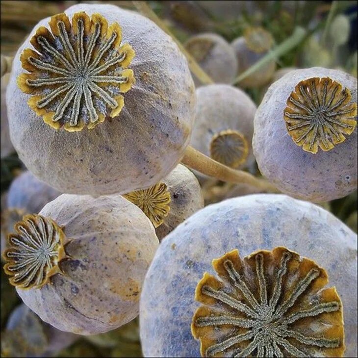 Мак бокс. Мак папавер сухоцвет. мак papaver семена. семена опийного мака. мак опийный сухоцвет.