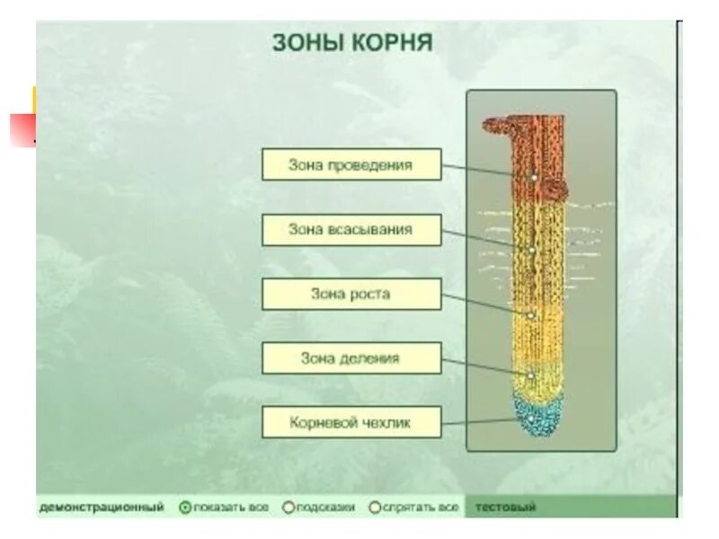 Зоны участки корня. Зоны корня у растений. Зона деления корня функции. Зона корня корневой чехлик зона деления зона.