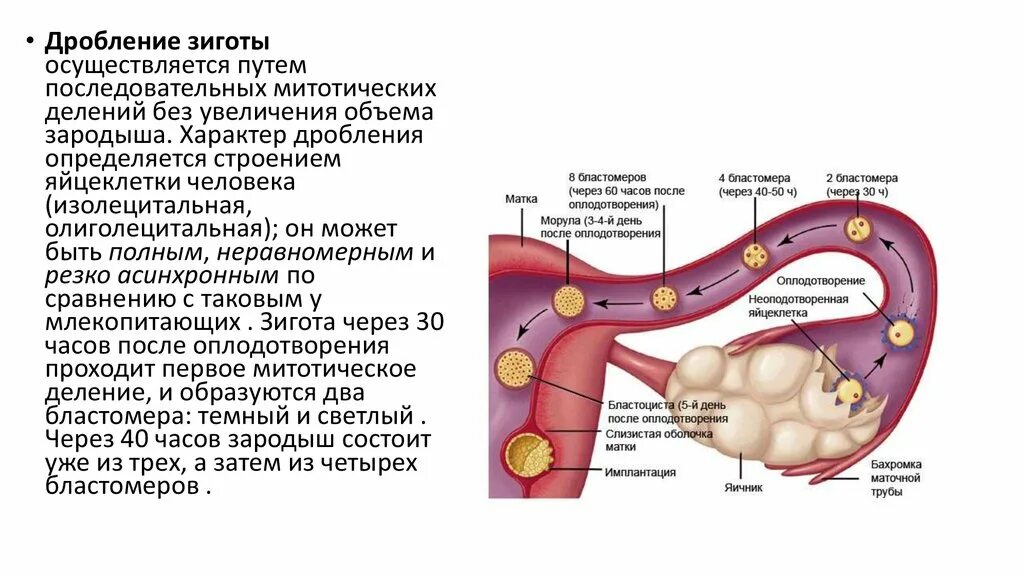 Оплодотворение только при наличии воды. Фазы оплодотворения и начало дробления схема. Схема оплодотворения дробления и имплантации у человека. Оплодотворение эмбриогенез. Этапы оплодотворения яйцеклетки.