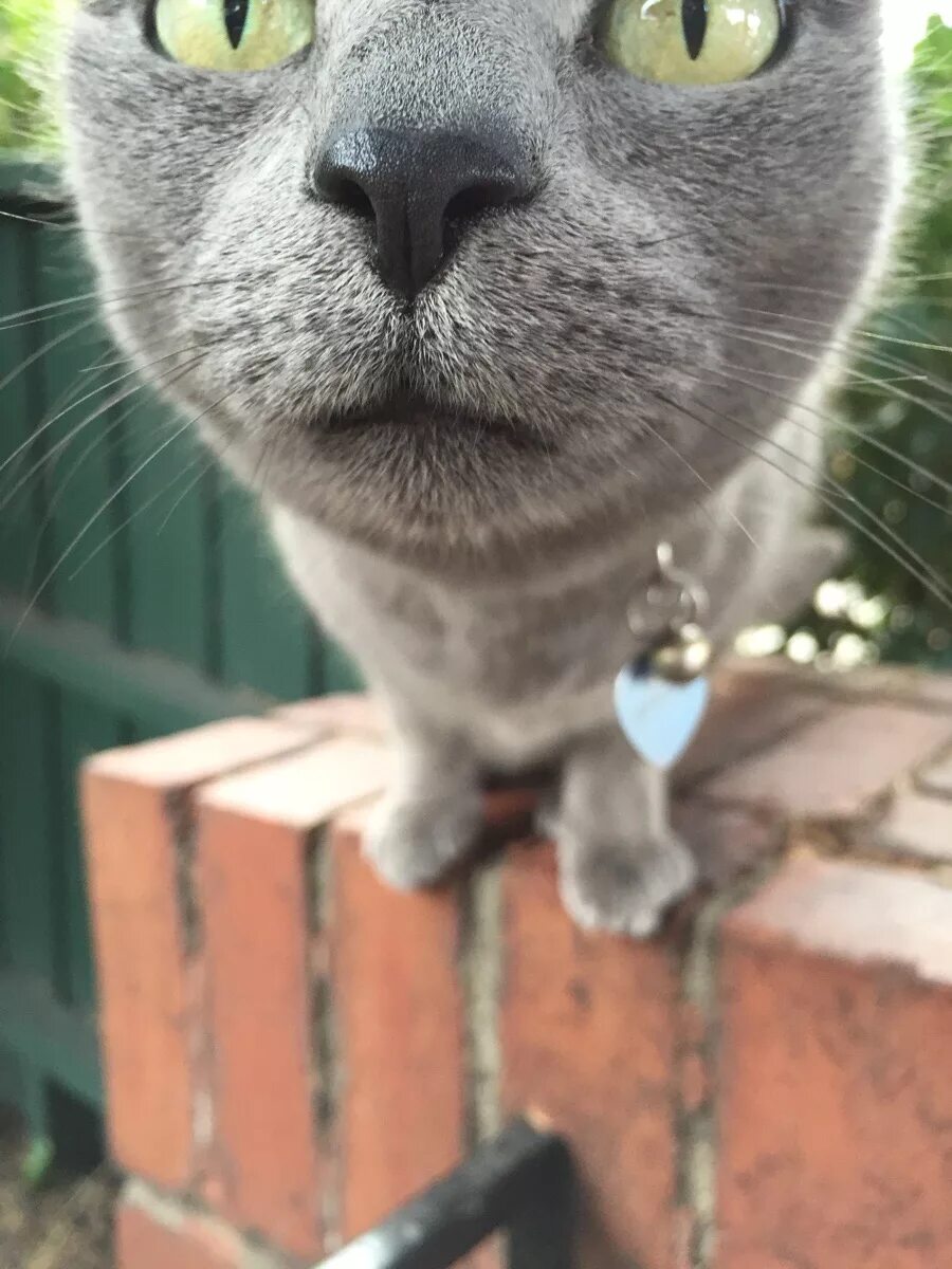 Карликовый бонобо. Смешные морды собак. Забавные кошачьи мордочки. Нос кошки. Микроорганизм тихоходка.