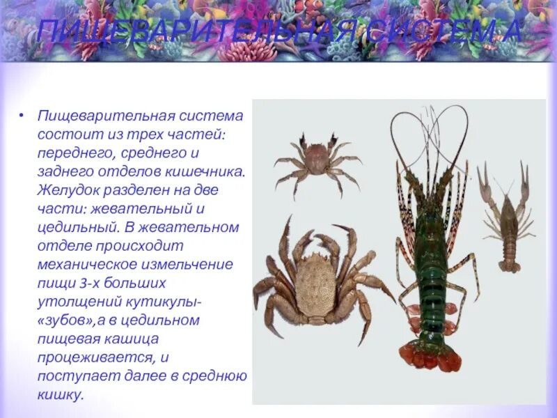 5 представителей ракообразных. Симметрия тела ракообразных. класс ракообразных пример паразитов. ракообразные паразиты примеры. симметрия класса ракообразные.