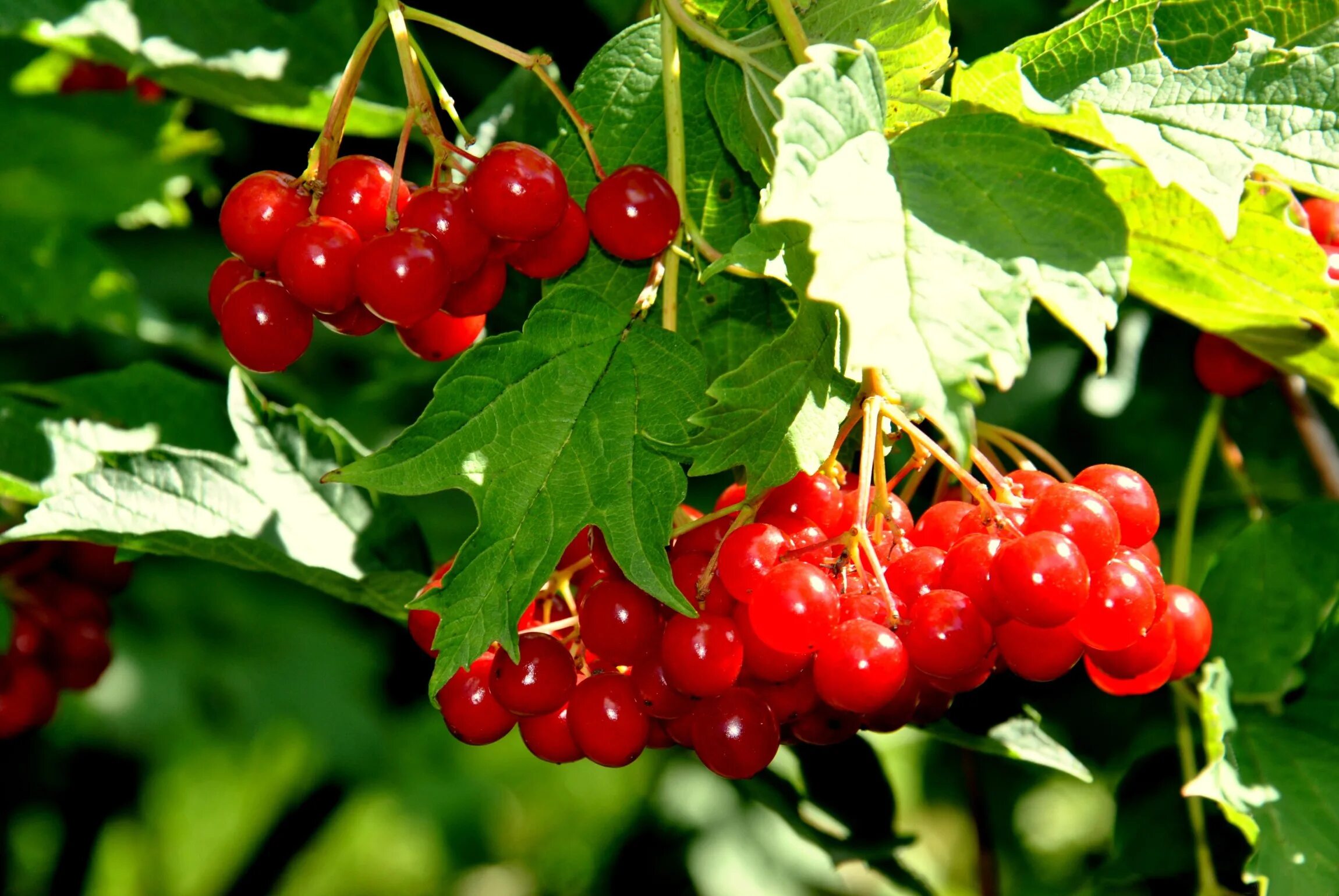 калина латынь. калина обыкновенная жолобовская. калина латынь. калина латынь. калина обыкновенная жолобовская.