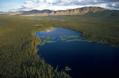 Boreal forest