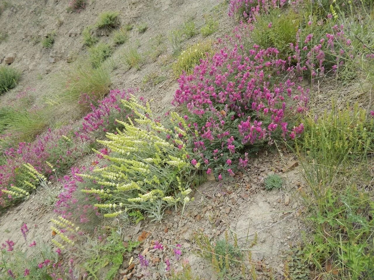 Teucrium chamaedrys - Image of an specimen - Plantarium